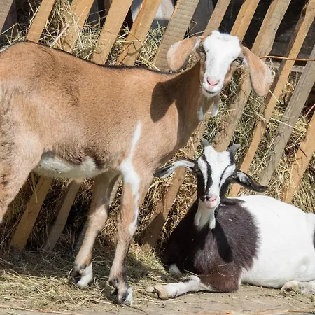 Gospodarstwo Agroturystyczne Anton Feriegård *