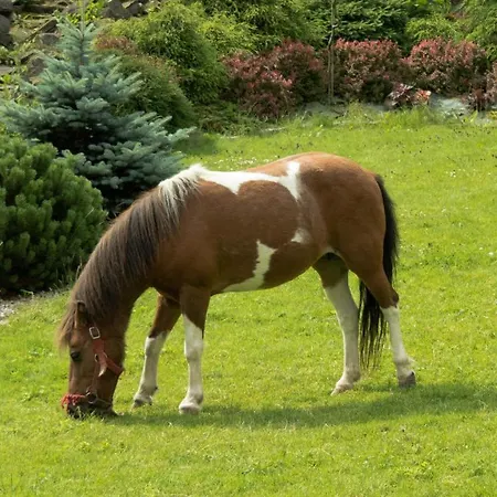 Gospodarstwo Agroturystyczne Anton Feriegård Lubień
