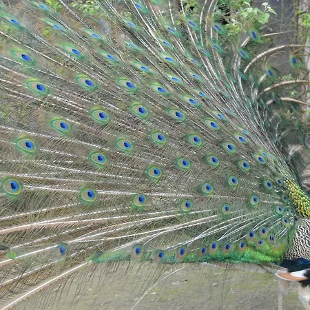 Gospodarstwo Agroturystyczne Anton