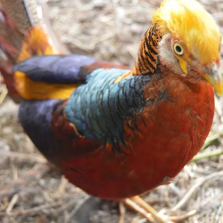 Gospodarstwo Agroturystyczne Anton Lubień