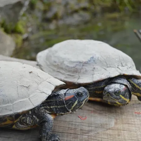 Gospodarstwo Agroturystyczne Anton Lubień