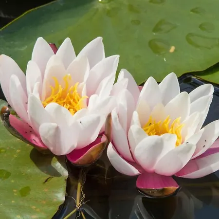 Gospodarstwo Agroturystyczne Anton Feriegård Lubień