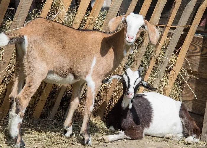 Gospodarstwo Agroturystyczne Anton בית חווה *