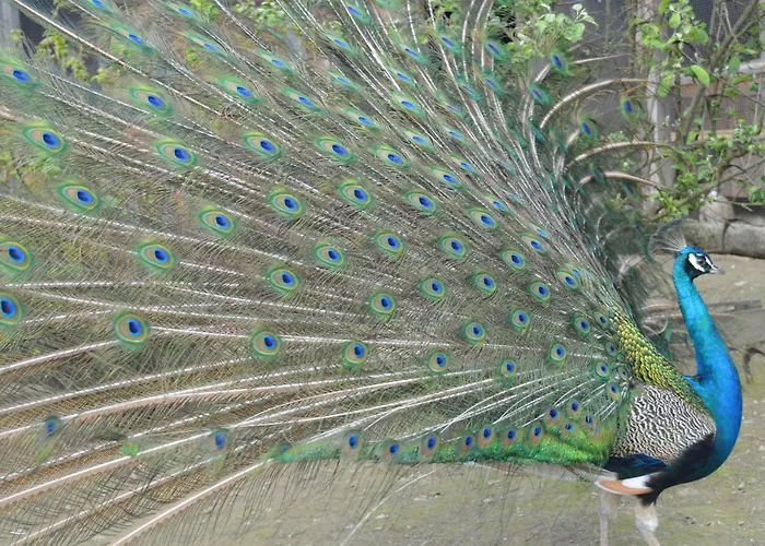 Gospodarstwo Agroturystyczne Anton