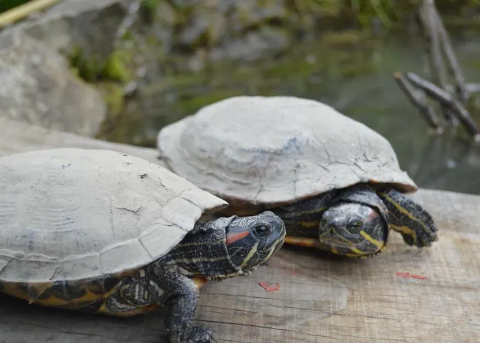Gospodarstwo Agroturystyczne Anton Lubień
